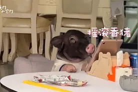高智商宠物猪 卡点蹦迪 抛媚眼 拿勺吃饭 和主人无障碍交流视频封面
