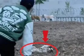 松狮犬被一群野狗撕咬，浑身是伤的它，卑微地向路人乞求帮助视频封面