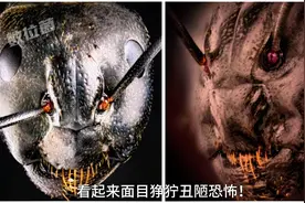 蚂蚁脸部超近高清无码照片！ 蚂蚁真的这么恐怖吗？视频封面
