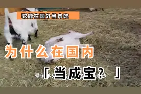 国外随便吃，为什么驼鹿在中国成“保护动物”，加拿大却随便狩猎