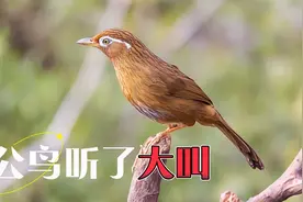 公画眉鸟大唱60分钟！