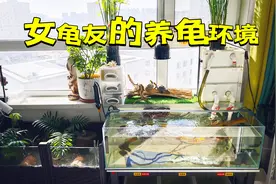 女龟友的养龟环境太治愈了！一米超白龟缸+干湿分离晒台设计绝了视频封面