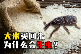你家的大米为什么会生虫？生虫的大米还能吃吗？看完涨知识