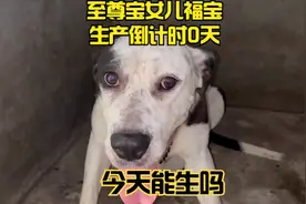 铁蛋x至尊宝女儿福宝，怀孕两个月整肚大如球，今天能生产吗！视频封面