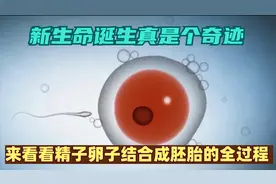 新生命诞生真是个奇迹，来看看精子卵子结合成胚胎的全过程！