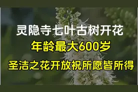 灵隐寺七叶古树开花，被誉为佛门圣树，古树报喜愿所愿皆得！视频封面