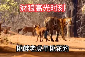 豺狼气焰嚣张，不仅围攻老虎还单挑花豹，属实胆大包天视频封面