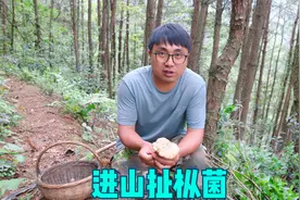 乌枞菌开始长啦，冬宝进山扯了20几朵，和排骨炖一锅，差点不够吃视频封面