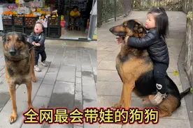 全网最会带娃的狗狗，狗龄八岁有七年都在带娃，带娃比保姆还称职