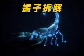 了解蝎子的身体构造