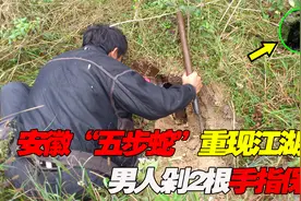 安徽“五步蛇”重现江湖！男人被咬剁2根手指保命，专家：真男人视频封面