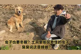 虫子也要冬眠？土洞里发现奇怪的虫子，臭臭说这是蟑螂？视频封面