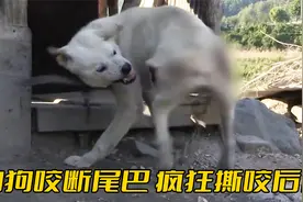 白狗突然发疯撕咬后腿，还将尾巴齐根咬断，知道真相主人后悔极了视频封面