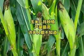 玉米在几月份种植，产量最高视频封面