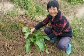 农村的野菠菜又叫牛大黄，割回家炒辣椒酸酸辣辣真下饭，你吃过吗视频封面