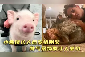 小香猪长大后变猪刚鬣，脾气暴躁的让人害怕，主人连连尖叫求放过