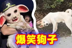 爆笑解说：盘点一些不太聪明的狗！视频封面