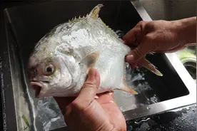 这是我吃过金鲳鱼最好吃的做法，香嫩味美做法简单，吃一次就爱上