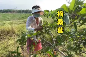 河边野桑葚结的挺多，媳妇摘一点尝尝鲜，酸中带甜真不错视频封面