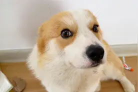 建议：鬼迷日眼的柯基一定要笼养！