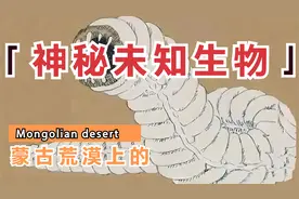 “巨型蠕虫”蒙古戈壁荒漠上的神奇生物！！！