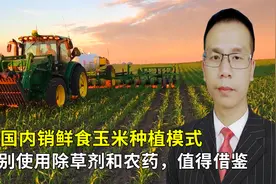 美国内销鲜食玉米种植模式，告别使用除草剂和农药，值得借鉴！视频封面