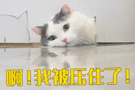 猫果然是地表最强生物，这破坏力！视频封面