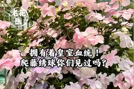 拥有着皇室血统！爬藤绣球你们见过吗？视频封面