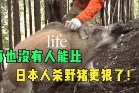论对付野猪，还是日本人心狠手辣！拿斧头捶野猪。视频封面
