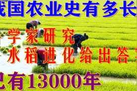 我国农业史有多长？科学家研究水稻进化给出了答案：已有1.3万年视频封面
