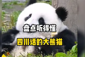 大熊猫不愧是国宝，居然能听得懂四川话视频封面