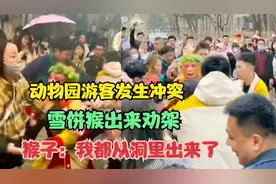 动物园游客发生冲突，雪饼猴出来劝架，猴子：我都从洞里出来了视频封面