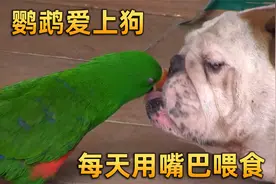 鹦鹉爱上斗牛犬，它用嘴巴将狗养胖24斤，跨越种族的爱情