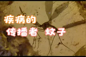 大自然中疾病的传播者---蚊子视频封面
