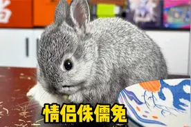 78元网购了两只长不大的迷你侏儒兔，这也太可爱了吧！视频封面