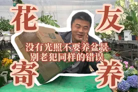 没有光照不要养盆景，别老犯同样的错误！视频封面