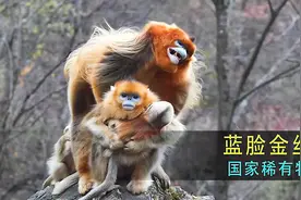 猴王带领猴群找寻食物，被同类抢夺，结果被猴王狂虐视频封面