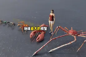 你知道地球最大的螃蟹有多大吗视频封面