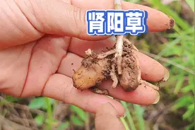 神秘肾阳草：药用价值高，价格昂贵，很多男性朋友用它炖汤喝！视频封面