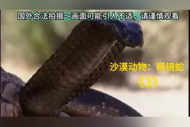 沙漠眼镜蛇是怎么交配的你们知道吗？