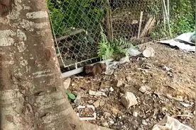 被打破头的流浪狗还在努力讨好人类，被关注后，它的命运随之转变