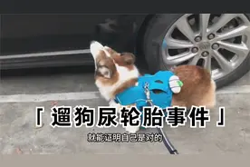 上海女子遛狗尿轮胎事件：狗主人等吹干，车主愤怒砸狗视频封面