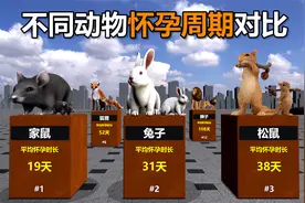 不同动物的怀孕周期对比视频封面