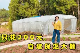 花200元自己搭建大棚，简单又实用，这下冬天种菜就更方便了视频封面