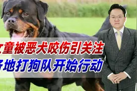 女童被恶犬咬伤引关注，各地打狗队开始行动！治理狗患刻不容缓视频封面