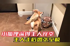 小狐狸深得主人宠幸，每天在家里横着走，犯错了主人都不责备它