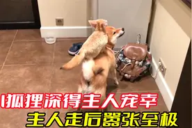 小狐狸深得主人宠幸，每天在家里横着走，犯错了主人都不责备它视频封面