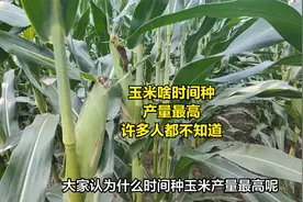 玉米啥时间种，产量最高，许多人都不知道视频封面
