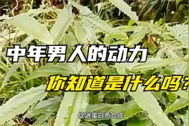 认识这草，人生不老，尤其腰膝酸软的男人们碰到别错过此仙草.视频封面