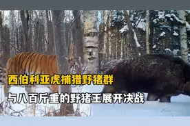 西伯利亚虎大战八百斤野猪王，一场猛兽之间的激烈对决！纪录片视频封面